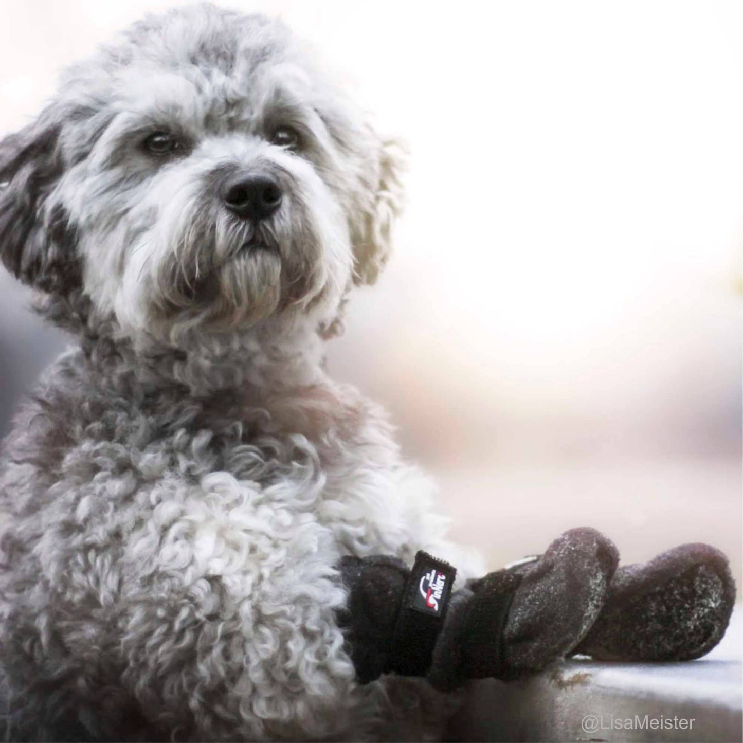 Chaussons HALLA pour chiens (4 pièces/paquet), 3 couleurs