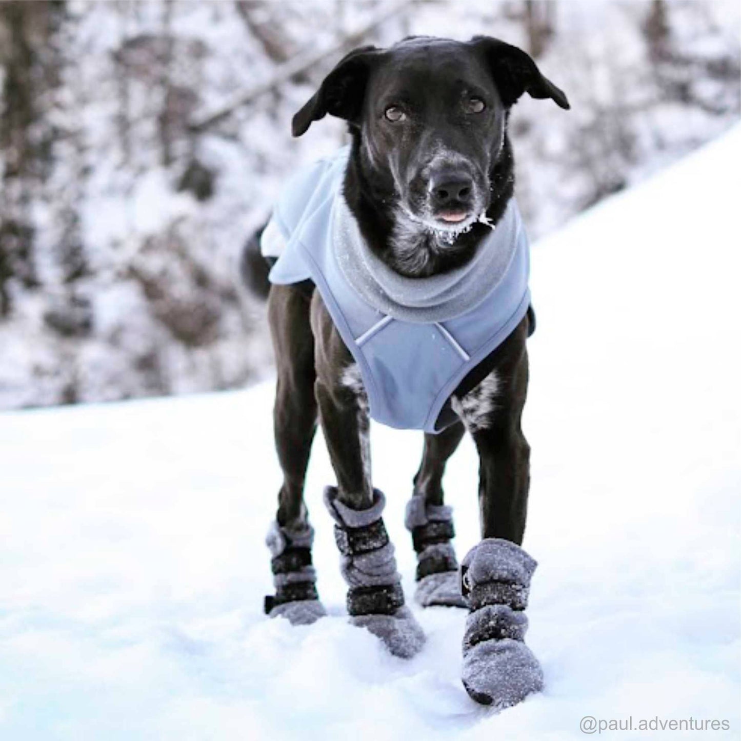 Chaussons HALLA pour chiens (4 pièces/paquet), 3 couleurs