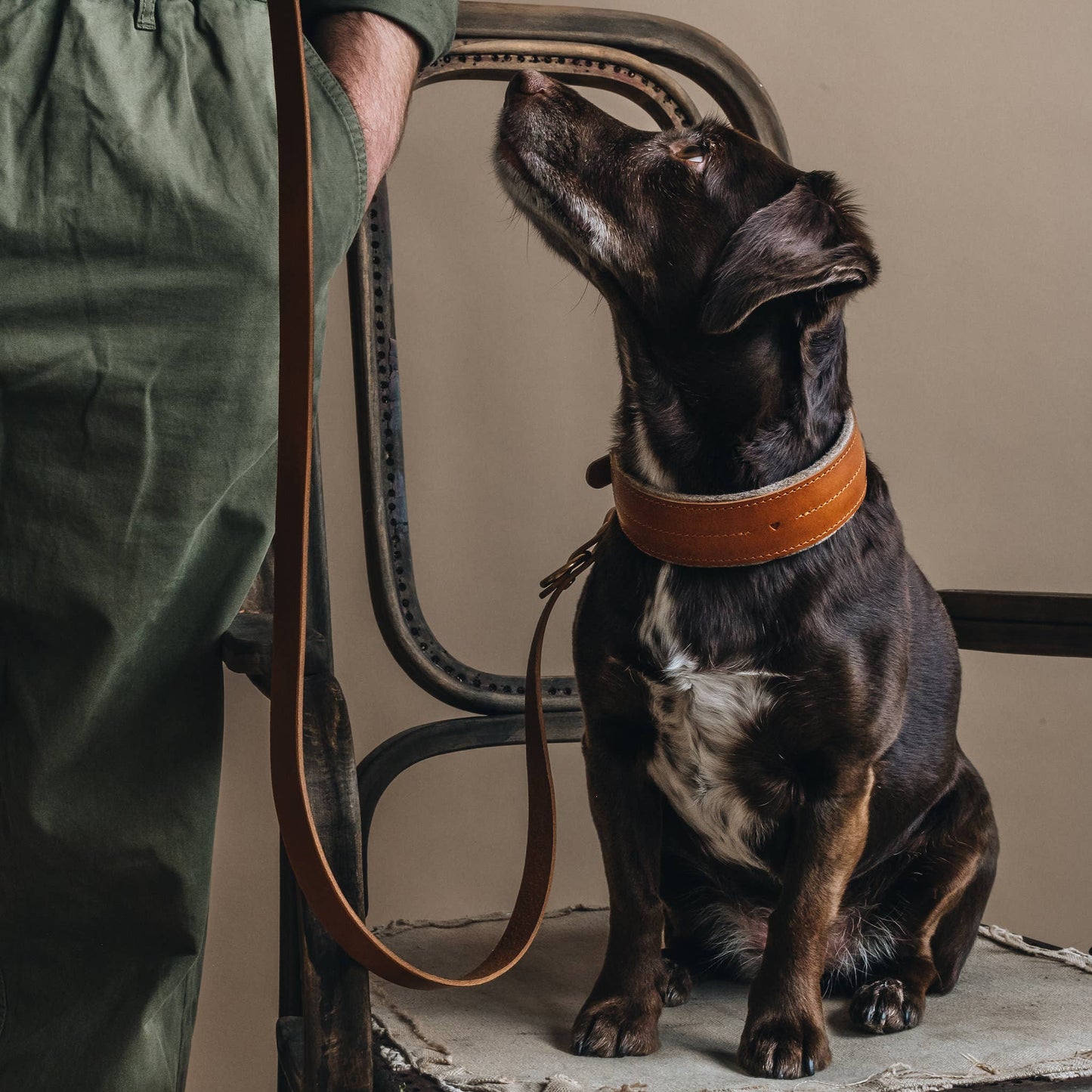 Breites, mit Wolle gepolstertes Hundehalsband. Kiefer