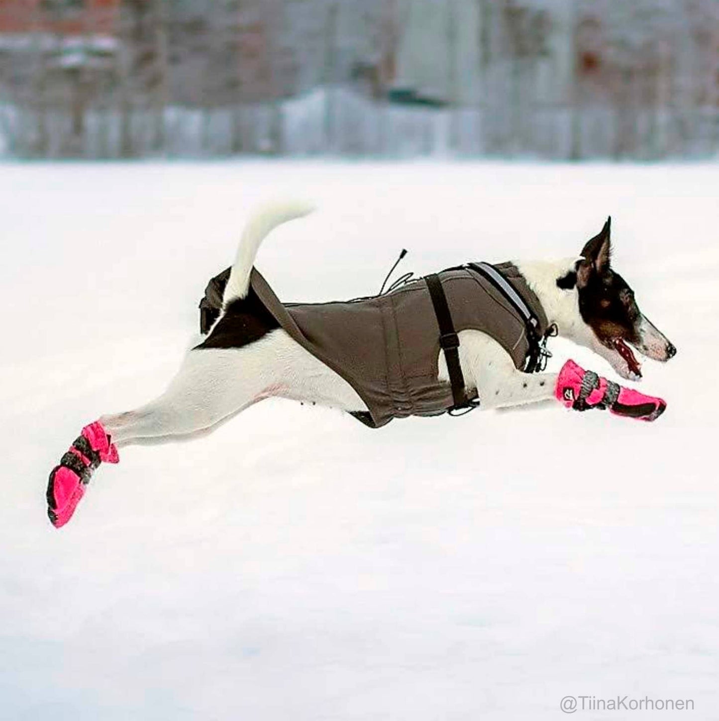 Chaussons HALLA pour chiens (4 pièces/paquet), 3 couleurs