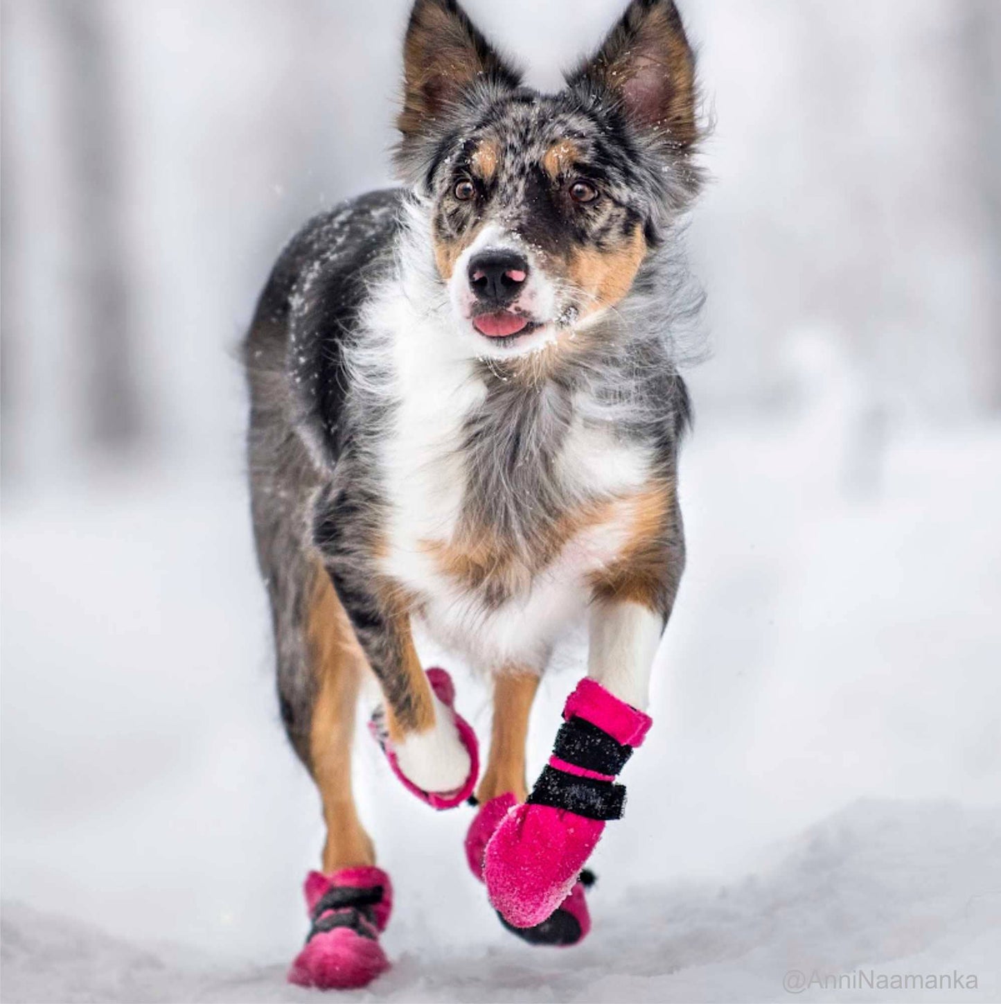 Chaussons HALLA pour chiens (4 pièces/paquet), 3 couleurs